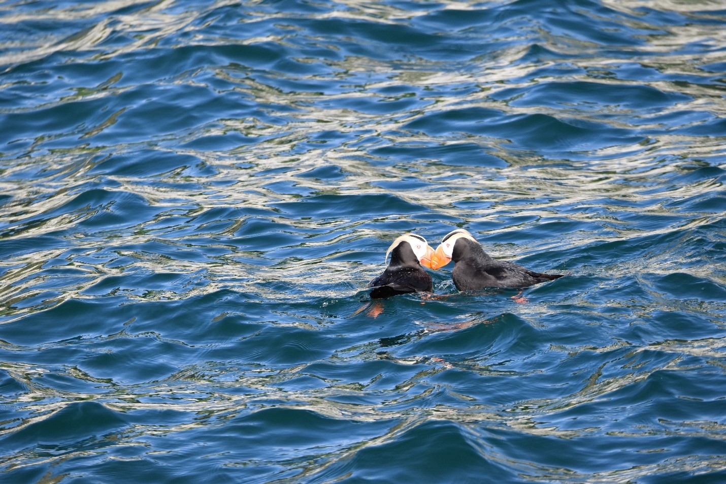 Puffins serve as good indicators of how an ecosystem is doing. A recent study shows that even puffins in marine protected areas might be consuming harmful amounts of plastics
